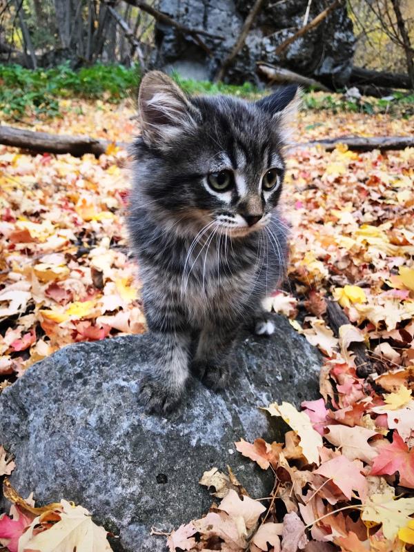 /Images/uploads/Humane Society of Utah/HSU2018/entries/4184thumb.jpg